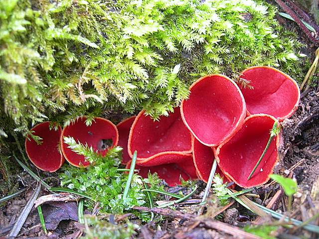 Il Risveglio dei Funghi